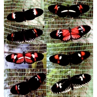 Heliconius melpomone Amazing colour forms PUPAE